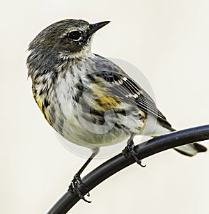 Yellow-rumped Warbler North Carolina