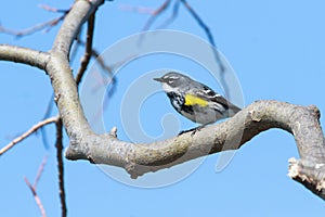 Yellow-rumped warbler perched in a tree against a clear blue sky.