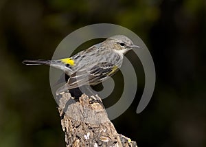 Yellow-rumped warbler perching