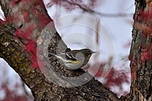 Yellow-rumped Warbler  Picking Red Berries