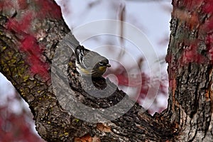 Yellow-rumped Warbler  Picking Red Berries