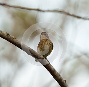 Yellow rumped warbler resting on tree branch