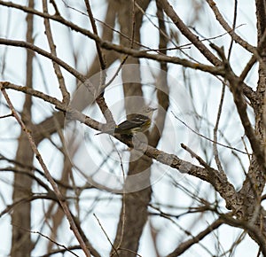 Yellow rumped warbler resting on tree branch