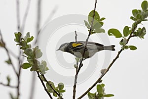 Yellow rumped warbler resting on tree branch