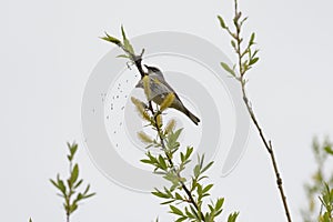 Yellow rumped warbler resting on tree branch