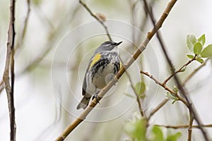 Yellow rumped warbler resting on tree branch