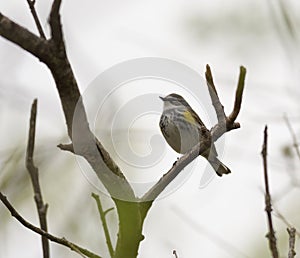 Yellow rumped warbler resting on tree branch