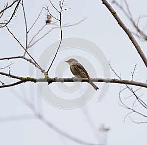 Yellow rumped warbler resting on tree branch