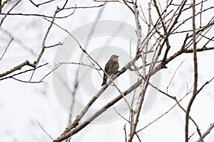 Yellow rumped warbler resting on tree branch