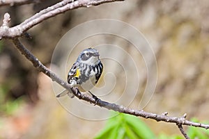 Yellow-rumped Warbler searches for insects