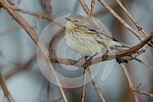 Yellow-rumped Warbler - Setophaga coronata