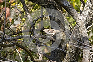 The yellow-rumped warbler (Setophaga coronata)