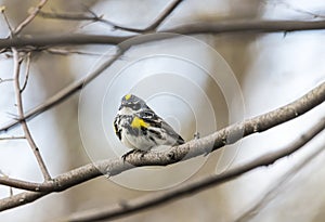 Yellow-rumped warbler (Setophaga coronata)