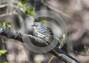 Yellow-rumped warbler (Setophaga coronata)