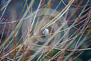 Yellow-Rumped Warbler (Setophaga coronata) Outdoors