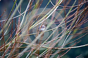 Yellow-Rumped Warbler (Setophaga coronata) Outdoors