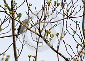 Yellow-Rumped Warbler (Setophaga coronata) Outdoors