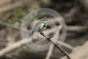 Yellow-rumped Warbler Setophaga coronata perched on a branch