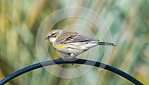 yellow rumped warbler - Setophaga coronata - perched on Metal bird feeder bar. side profile view, closeup with great feather and