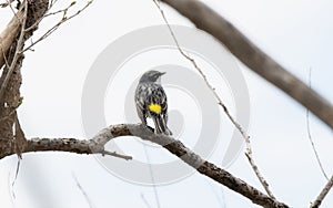 A Yellow-rumped Warbler Setophaga coronata Perched on a Tree Branch During Spring Migration
