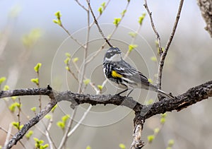 A Yellow-rumped Warbler Setophaga coronata Perched on a Tree Branch During Spring Migration