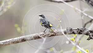 A Yellow-rumped Warbler Setophaga coronata Perched on a Tree Branch During Spring Migration