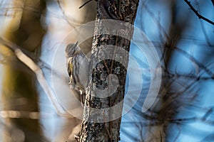 Yellow-rumped warbler (Setophaga coronata) perched on tree branches amidst lush foliage