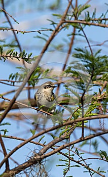 Yellow-rumped warbler Setophaga coronata perches on a tree