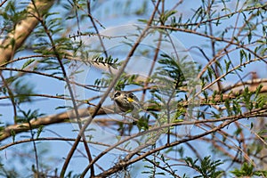 Yellow-rumped warbler Setophaga coronata perches on a tree