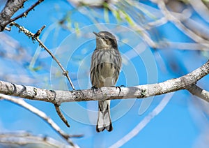 Yellow-rumped Warbler in a Texas Woodland