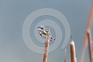 Yellow rumped Warbler