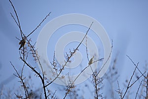 Yellow-Rumped Warblers Foraging