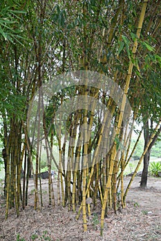 Yellow Running Banboo