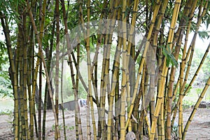 Yellow Running Banboo