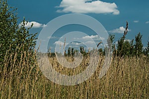 Yellow rural field under blue sky with clouds. Countryside, pasture for livestock