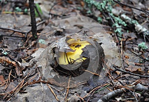 Yellow Russula vesca, known by the common names of bare-toothed Russula or the flirt. mushroom forest wallpaper. Mushroom