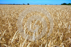 Yellow rye grain backgroun