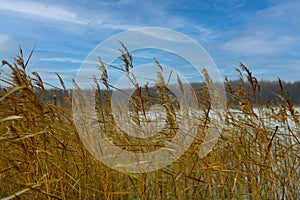 Yellow ryes (Secale cereale) with stems in the wind under a blue sky