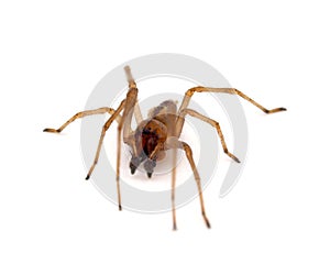 Yellow sac spider isolated on white background, Cheiracanthium punctorium