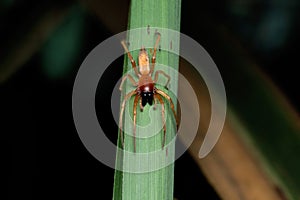 Yellow sack spider, Cheiracanthium punctorium, Satara, Maharashtra