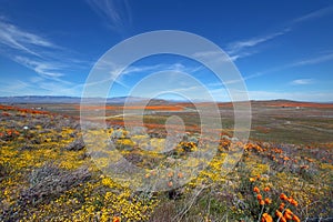 Yellow sage and California Golden Poppies under blue cirrus skies in the high desert of southern California near Lancaster CA