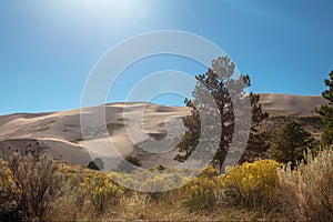 Yellow sage in front of Great Sand Dunes National Park near Crestone Colorado USA