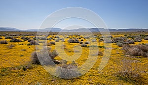 Yellow sage and tumbleweeds carpeting high desert during superbloom in southern California US