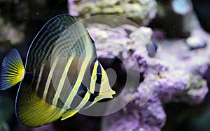 Yellow Sailfin Tang in Saltwater Reef