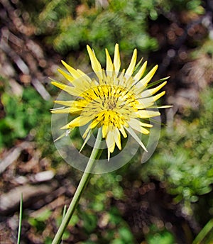 Yellow Salsify Bloom (Tragopogon Dubius)