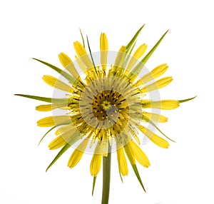 Yellow salsify flower