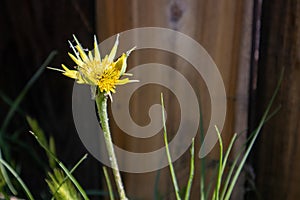 Yellow Salsify Flower Blooming Wildflower