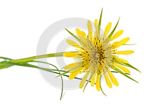 Yellow salsify flower
