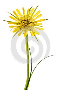 Yellow salsify flower
