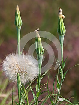 Yellow salsify plant